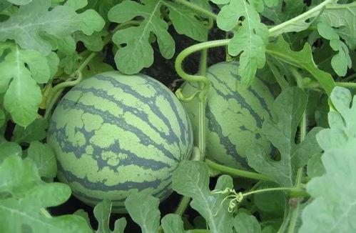 盐城网红吃瓜事件,一场网络舆论的风暴与反思