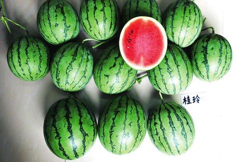 南宁今日吃瓜事件,一场引发热议的街头冲突背后